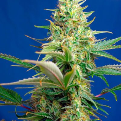 Sweet Seeds Sweet Pure CBD Auto feminisiert