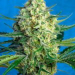 Sweet Seeds Jack 47 XL Auto feminisiert