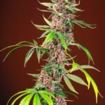 Sweet Seeds Red Mandarine F1 FAST feminisiert