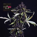 Seedsman Pink Kush CBD 30:1 Auto feminisiert