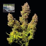 Seedsman Northern Lights Auto feminisiert