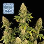 Seedsman Doctor Seedsman CBD 30:1 feminisiert
