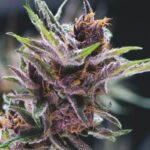 Pyramid Seeds Black Cherry Punch feminisiert