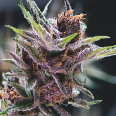 Pyramid Seeds Black Cherry Punch feminisiert