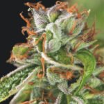 Pyramid Seeds Double OG Haze feminisiert