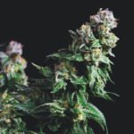Pyramid Seeds Purple Urkle feminisiert