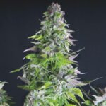 Pyramid Seeds Romulan feminisiert
