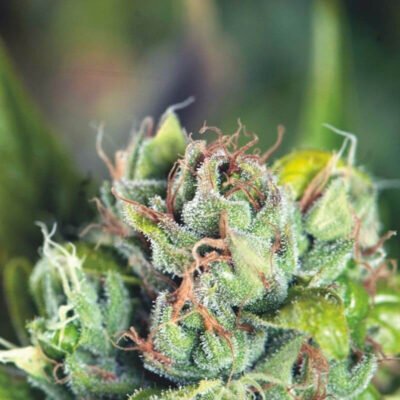 Pyramid Seeds Tahoe Cure feminisiert