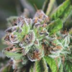 Pyramid Seeds Watermelon Zkittlez feminisiert