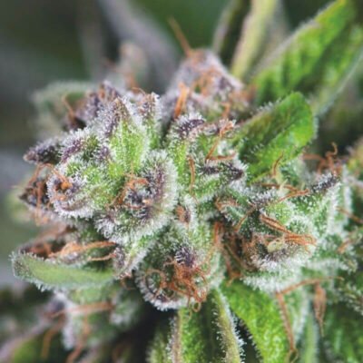 Pyramid Seeds Watermelon Zkittlez feminisiert