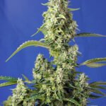 Sweet Seeds Gorilla Girl XL Auto feminisiert