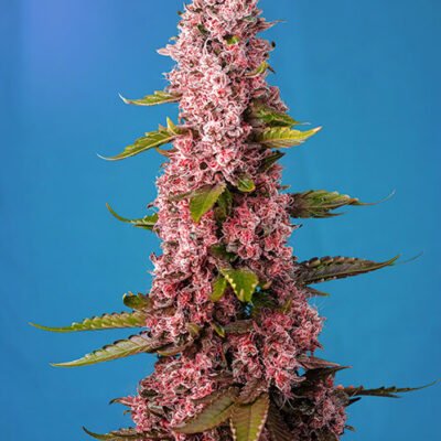Sweet Seeds Red Hot Muffin (aka Cookies) feminisiert