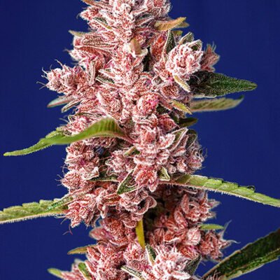 Sweet Seeds Tropicanna Poison F1 FAST feminisiert