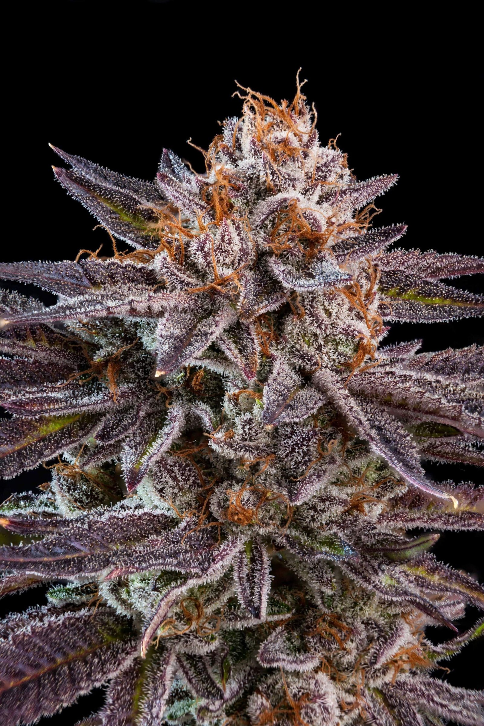 Ripper Seeds OMG feminisiert