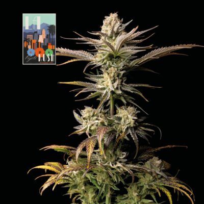 Seedsman L.A. Peyote Kush feminisiert