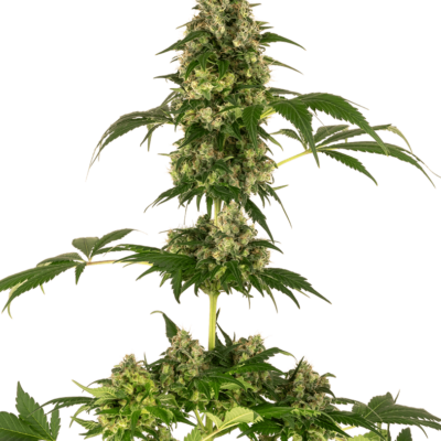 Sensi Seeds Cobalt Haze feminisiert