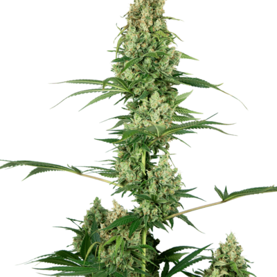 Sensi Seeds Silver Fire feminisiert