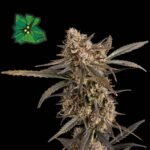Seedsman Green Crack Auto feminisiert