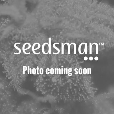 Amsterdam Genetics Dutch Duchess feminisiert
