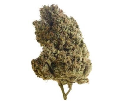 Amsterdam Genetics Lemongrass feminisiert