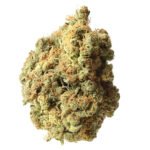 Amsterdam Genetics AK-020 Auto feminisiert