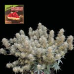 Seedsman Strawberry Cheesecake Auto feminisiert