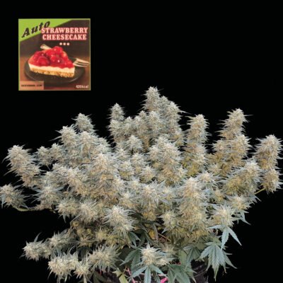 Seedsman Strawberry Cheesecake Auto feminisiert