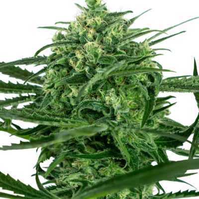 Sensi Seeds Sensi Amnesia feminisiert