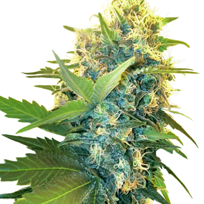 Sensi Seeds Double Kush Cake feminisiert
