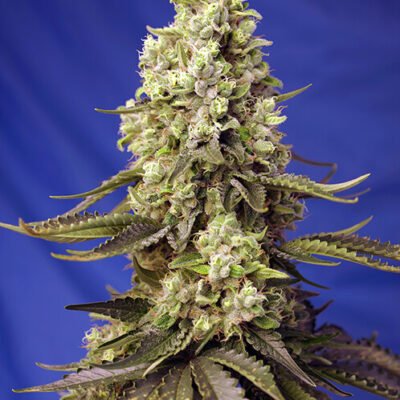 Sweet Seeds Runtz XL Auto feminisiert
