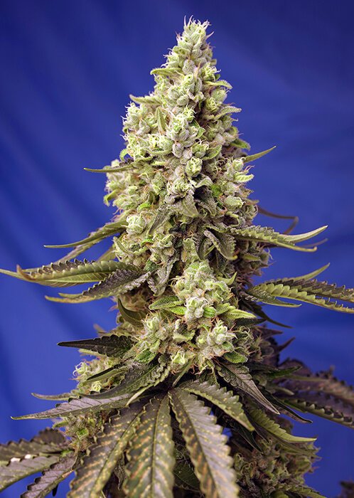 Sweet Seeds Runtz XL Auto feminisiert