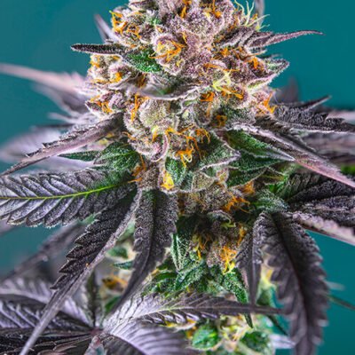 Sweet Seeds Red Strawberry Banana Auto feminisiert