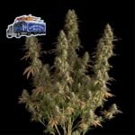 Seedsman Alaskan Diesel Auto feminisiert