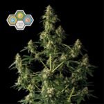 Seedsman CBG Relief Auto feminisiert