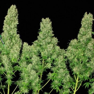 Serious Seeds White Russian feminisiert