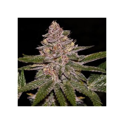 Ripper Seeds Radical Juice feminisiert