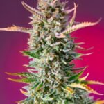 Sweet Seeds Gorilla Sherbet F1 FAST feminisiert