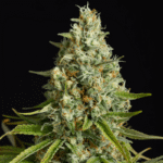 Silent Seeds Amnesia Lemon feminisiert