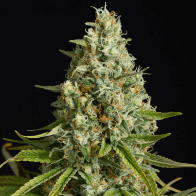 Silent Seeds Amnesia Lemon feminisiert