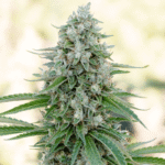 Silent Seeds Critical Mango feminisiert