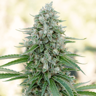 Silent Seeds Critical Mango feminisiert