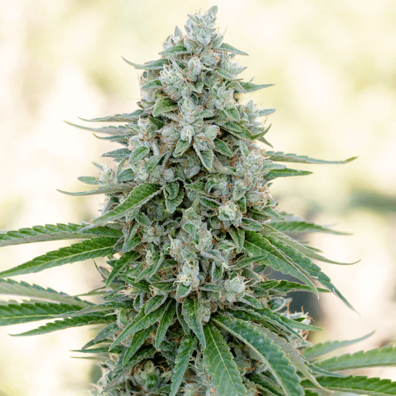 Silent Seeds Critical Mango feminisiert