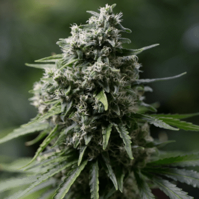 Silent Seeds Critical+ 2.0 feminisiert