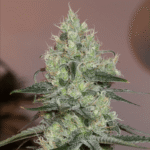 Silent Seeds Original Amnesia feminisiert