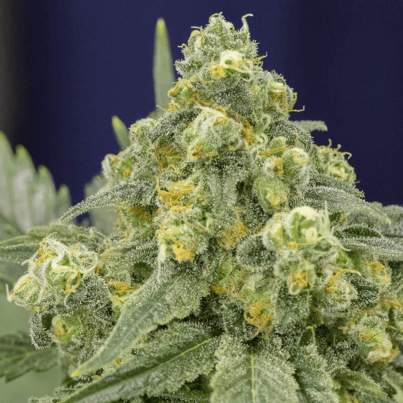 Silent Seeds White Widow feminisiert