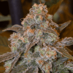 Silent Seeds Gorilla Frost feminisiert