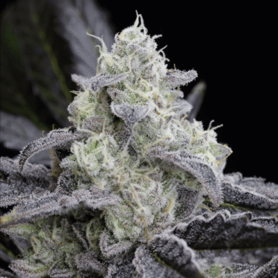 Silent Seeds L.A. Vanilla Cake feminisiert