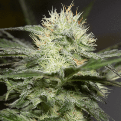 Silent Seeds Lemon Sorbet feminisiert