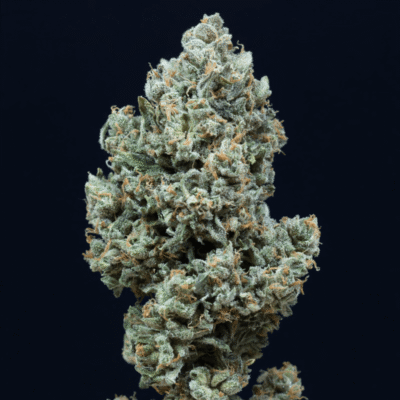 Silent Seeds Critical+ 2.0 Auto feminisiert