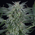 Silent Seeds Critical Jack Auto feminisiert